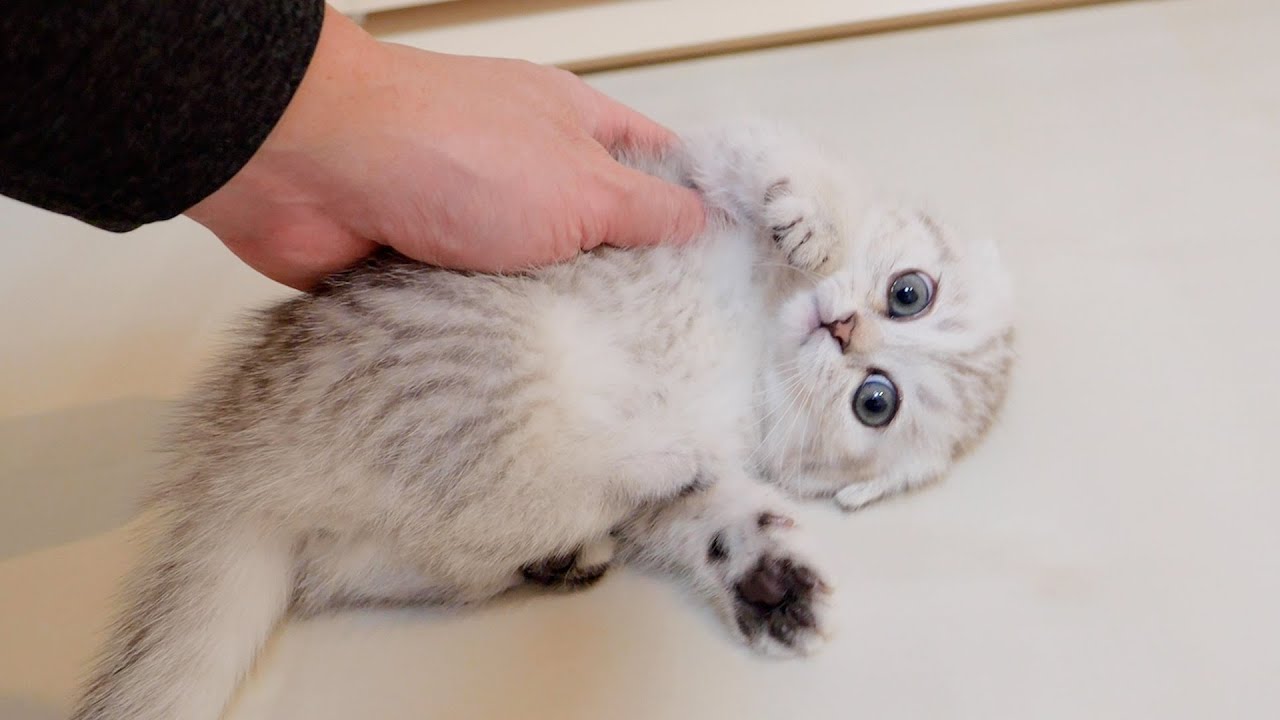 Котенок, который сделал что-то плохое и его послушно забрали, был таким милым!