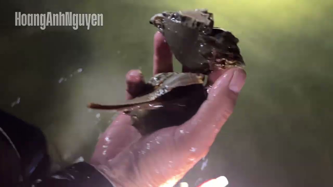 Bắt ốc đêm tại Florida bội thu | Hoang Anh Nguyen