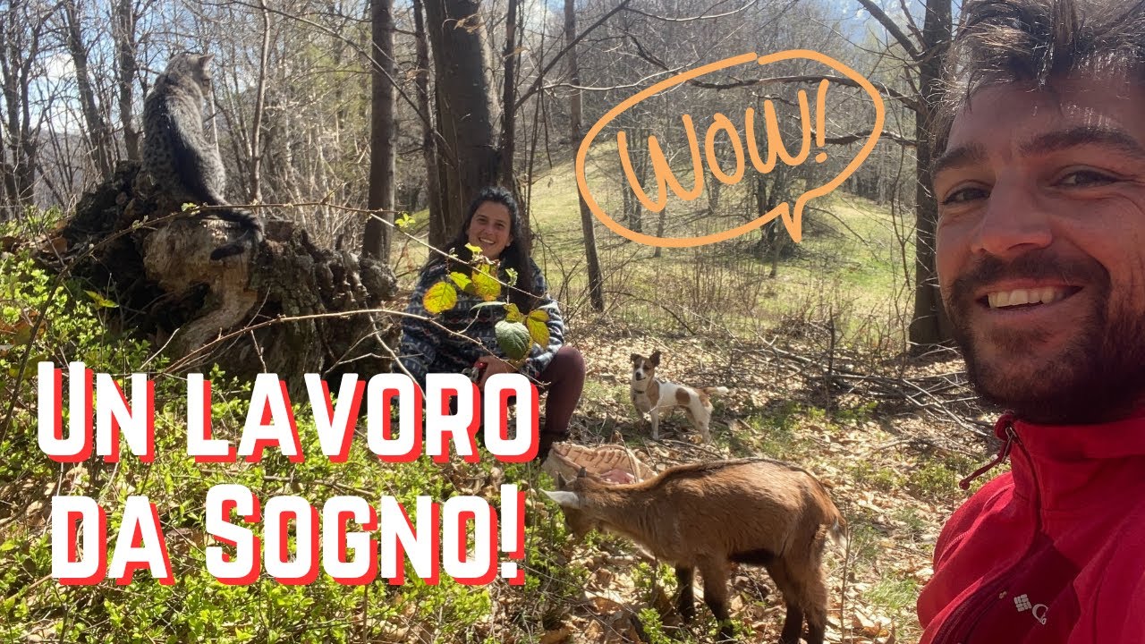 Mirtilli, betulla, gemme. Un antico mestiere diventa realtà - Ep. 549 - Vivere in Montagna