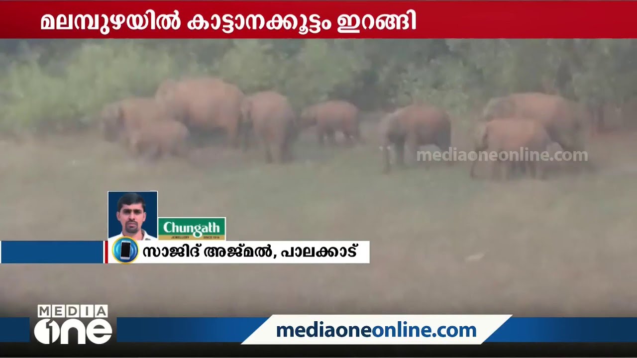 മലമ്പുഴ ഡാമിന് സമീപം കാട്ടാനക്കൂട്ടമിറങ്ങി | Malampuzha | Wild Elephant |