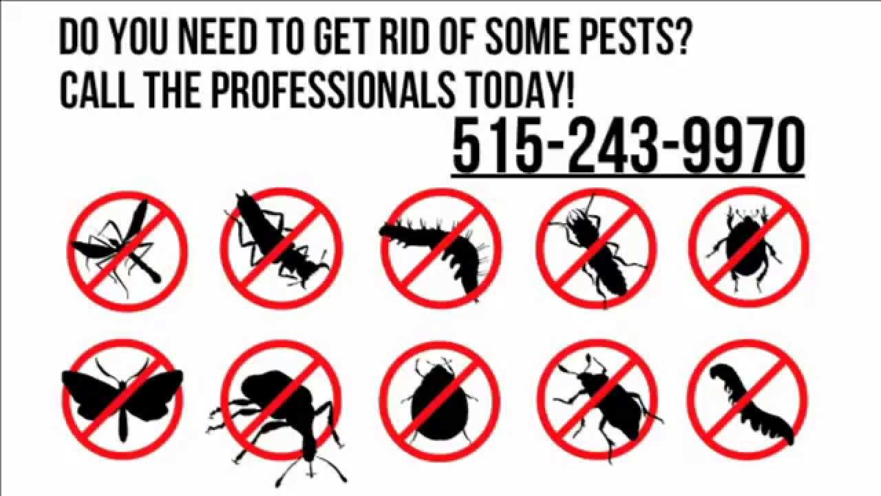 Pest Control Des Moines | 515-243-9970 | Bed Bugs Des Moines