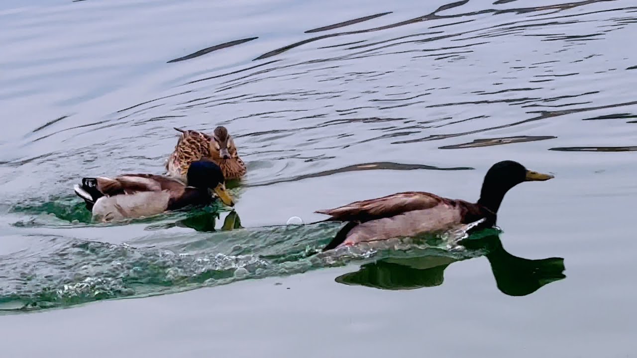 Male Mallard Chases Away Rival Couple