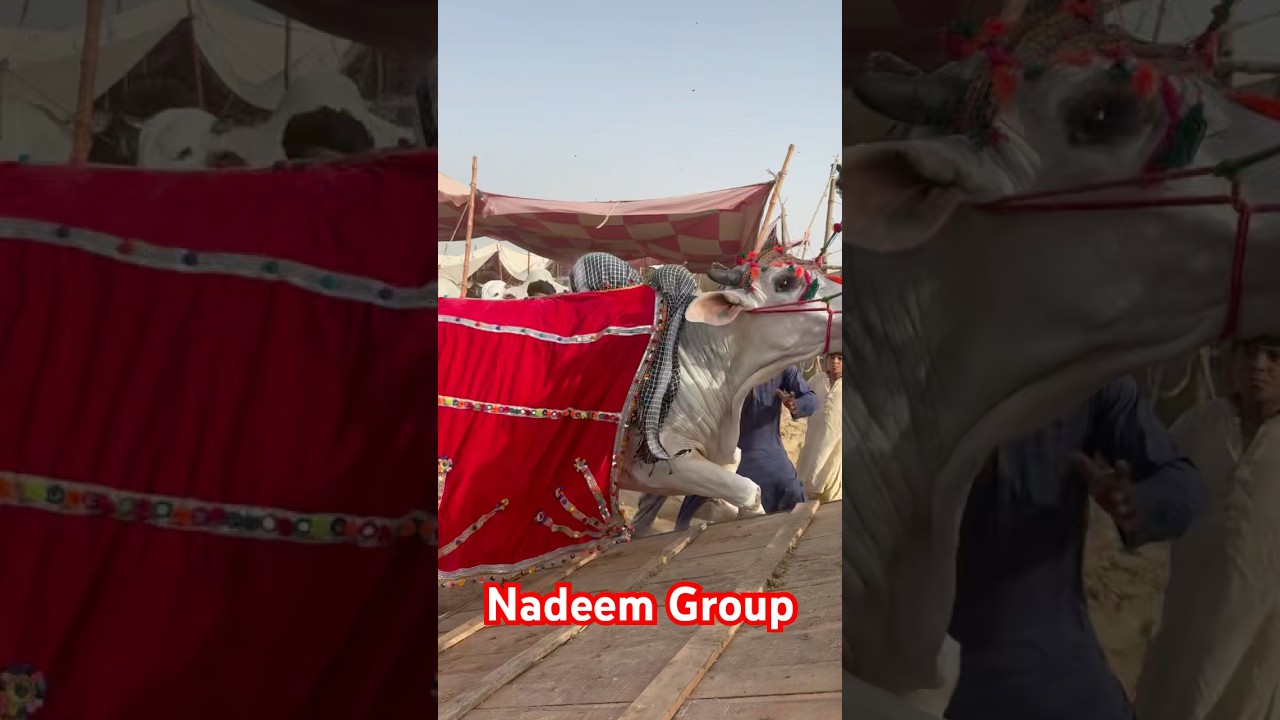 Nadeem group Qurbani 2025 Sibbi bull #cow #jdccow #jdc #vlogs #pakistan #qurbanicollection #viral