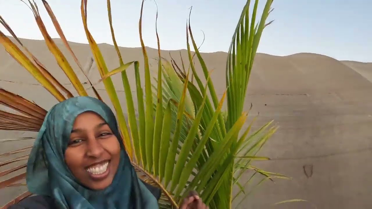 Всё пропало!! Обновление информации о ферме Харгейса, Сомалиленд, 2026 год