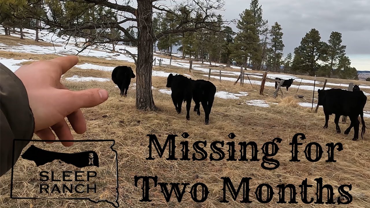 Saving Starving Cows from Spending the Winter in the Mountains