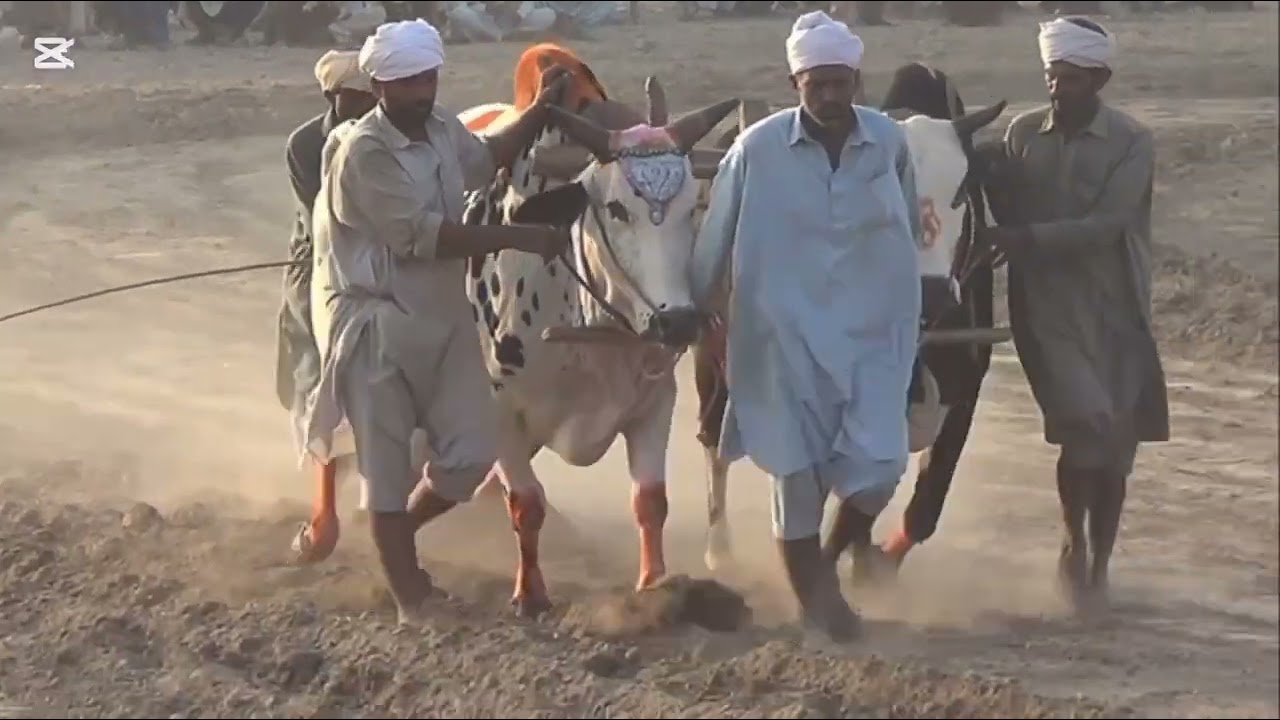 Billa bial very famous in RYK 