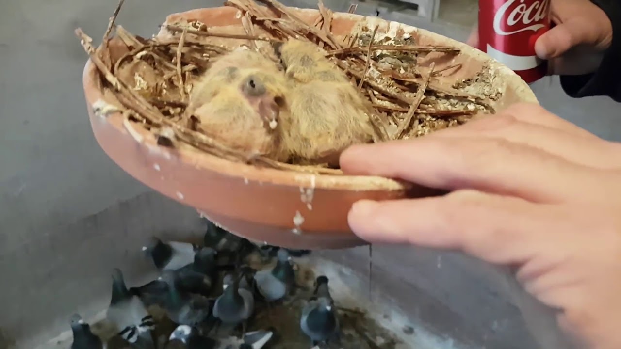 Het leven van Lammert Grofsmid - Aflevering 003 - Het Duivenhok Deel 2/3