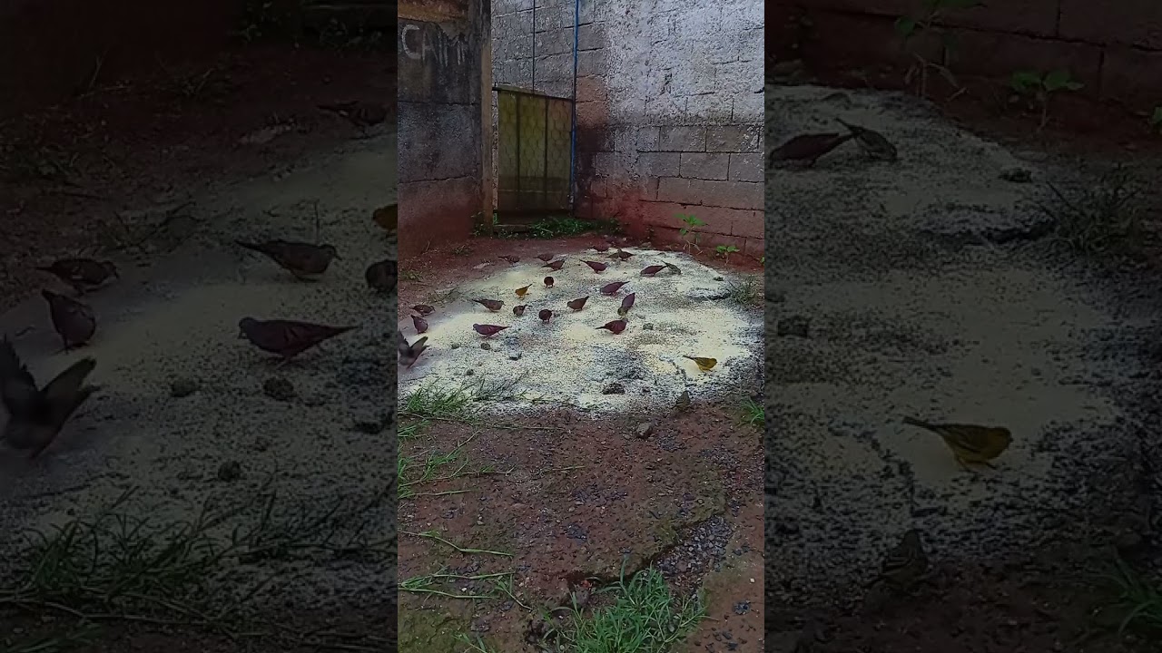 1 de fevereiro de 2026
