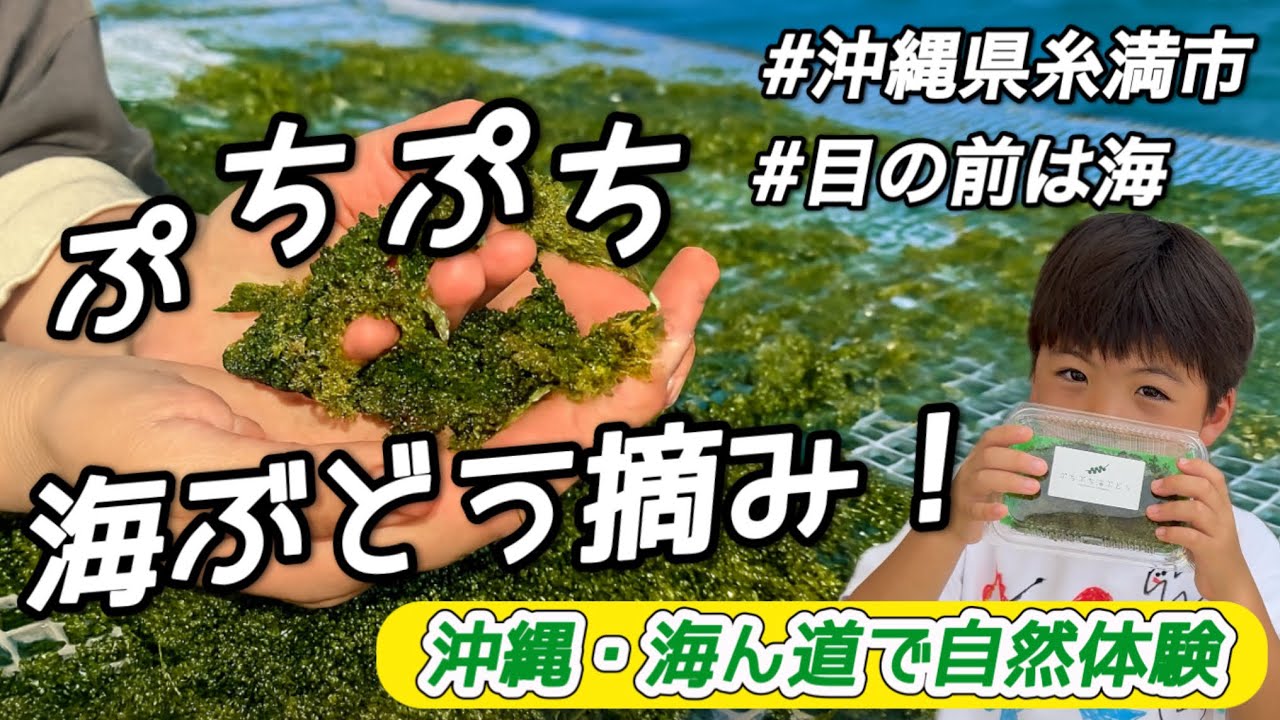 【沖縄旅行】沖縄行ったら絶対寄って！人気急上昇中の海ブドウが摘み体験♬