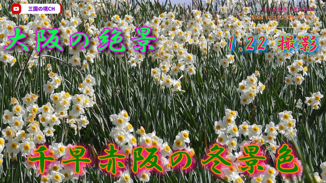 【2026年】大阪・千早赤阪村「スイセンの丘」5万本が咲き誇る絶景（2026年1月22日）