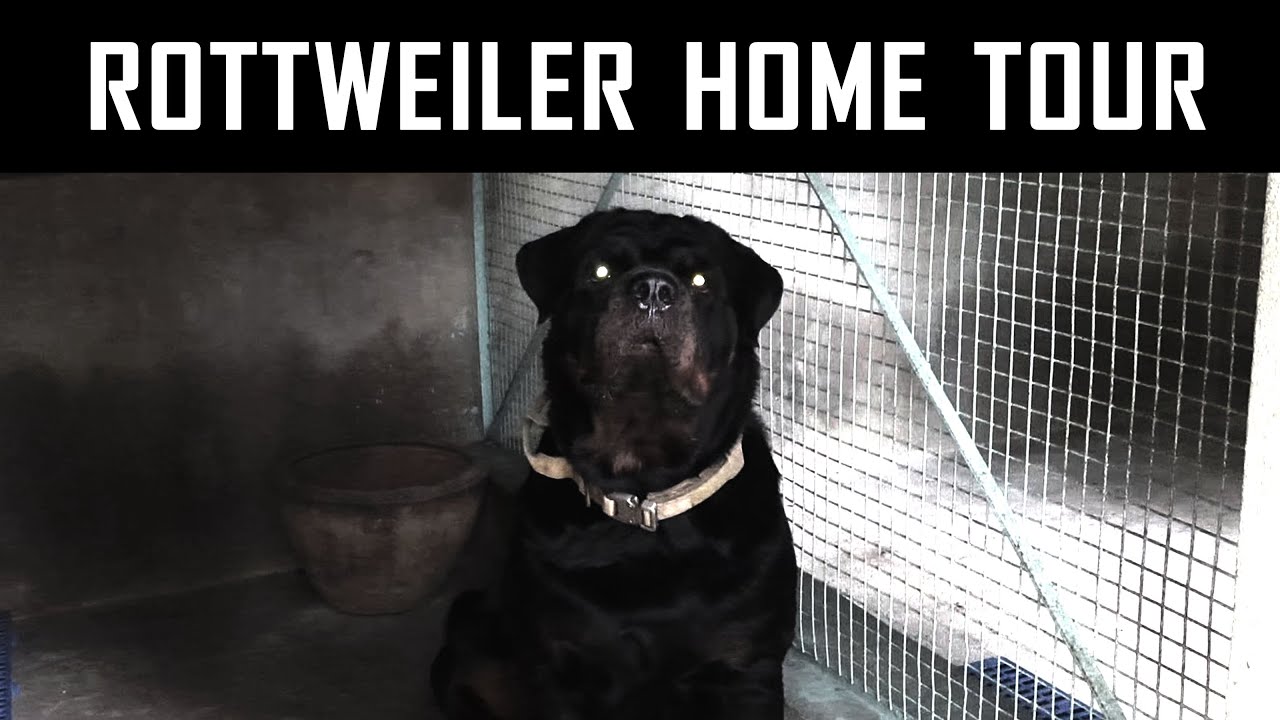 Rottweiler Home Tour | ராட்வீலர் வீட்டு சுற்றுப்பயணம் | Zimba Home🏚🐶