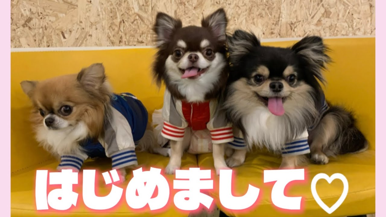 【はじめまして】だいりゅちぇみちわんず🐾日和、始まります🐶🍀