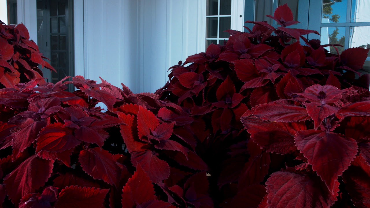 Coleus Main Street Beale Street