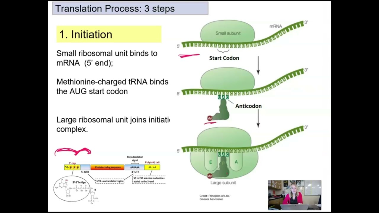 Gene Expression: Translation