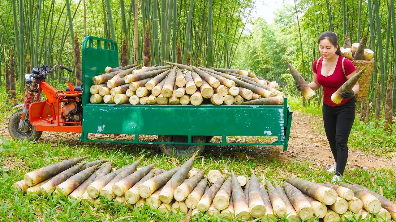 Harvesting Lots of Bamboo Shoots from the Forest, Use Truck Transport Bamboo Shoots Go To Sell