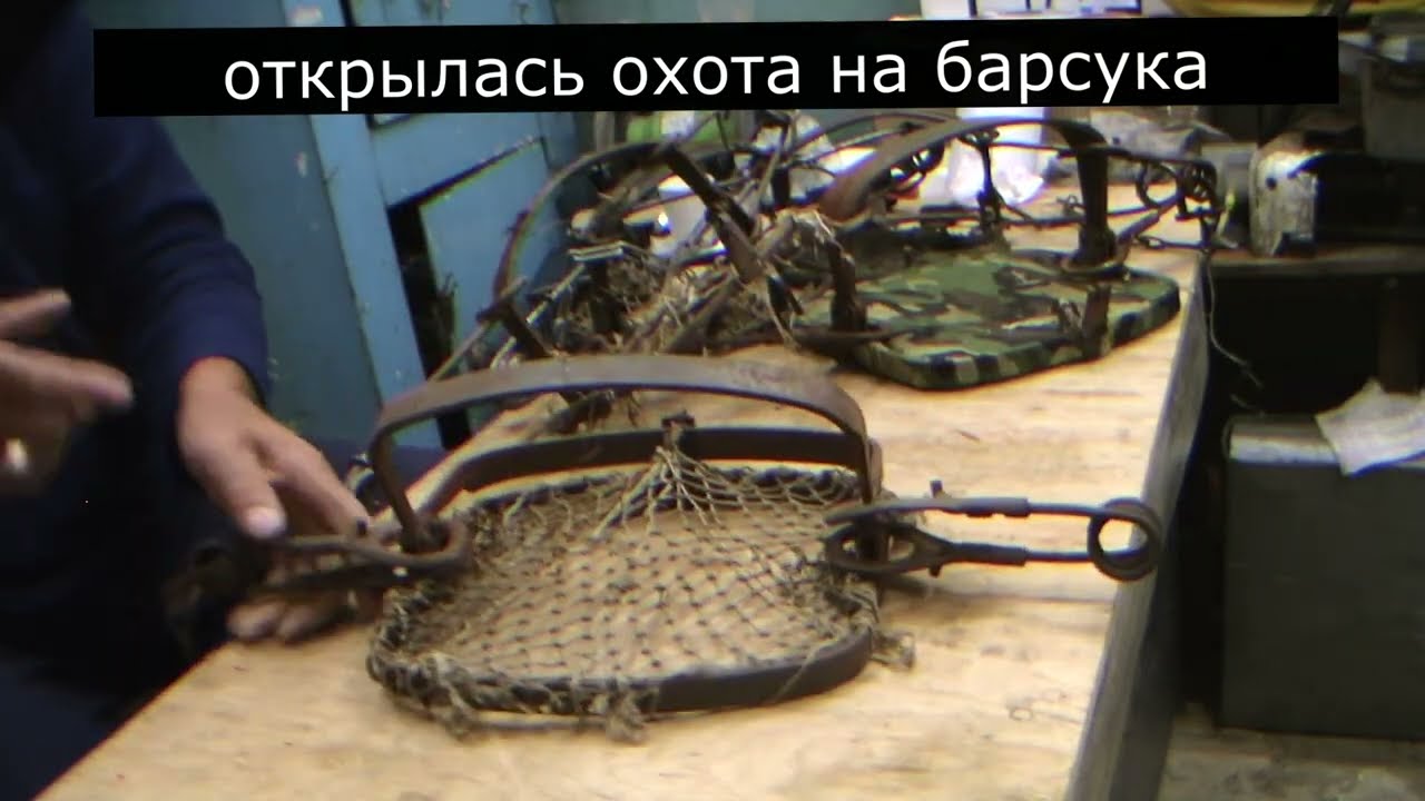 где и как ставить капкан на барсука чясть 1