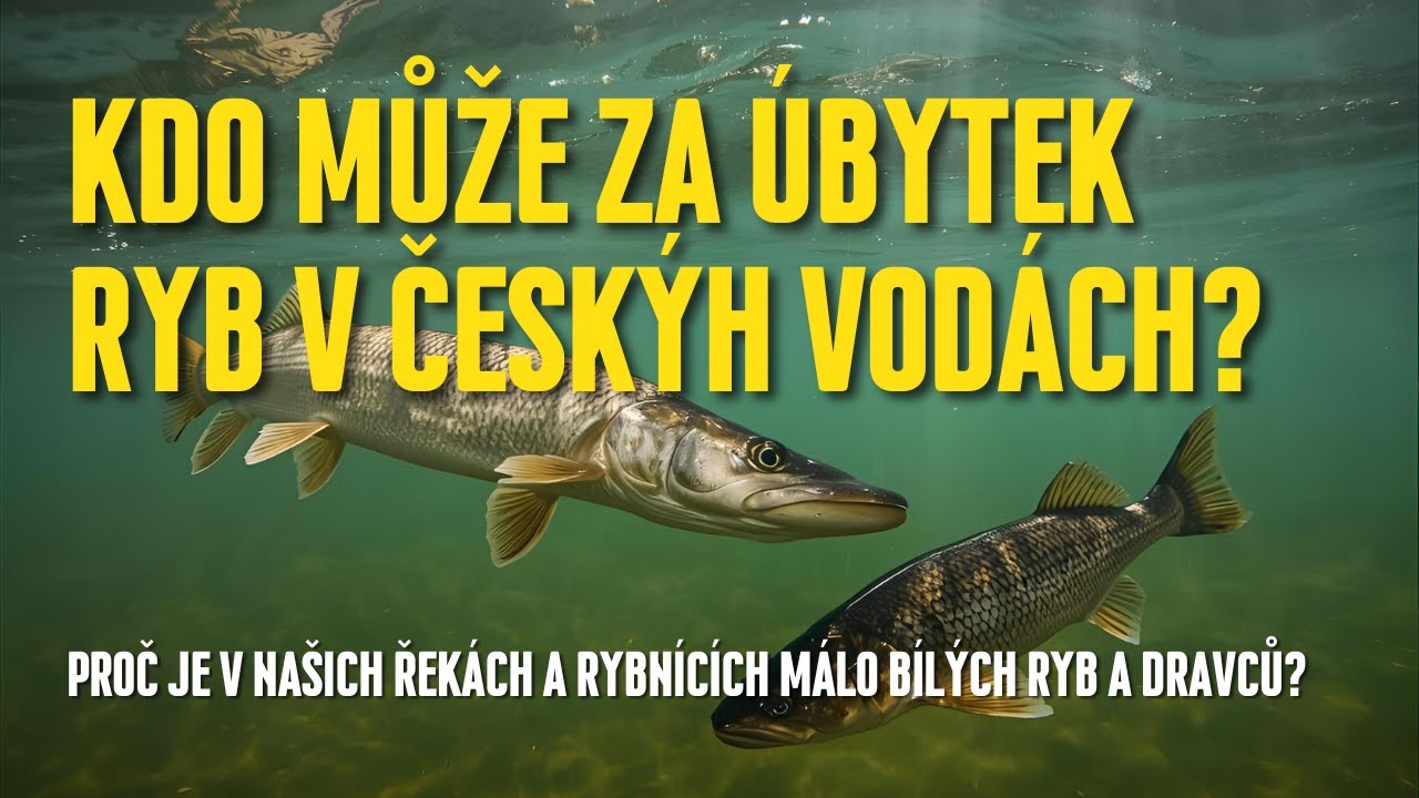 Kdo může za nedostatek ryb v českých vodách? | Proč je málo bílé ryby a dravců?