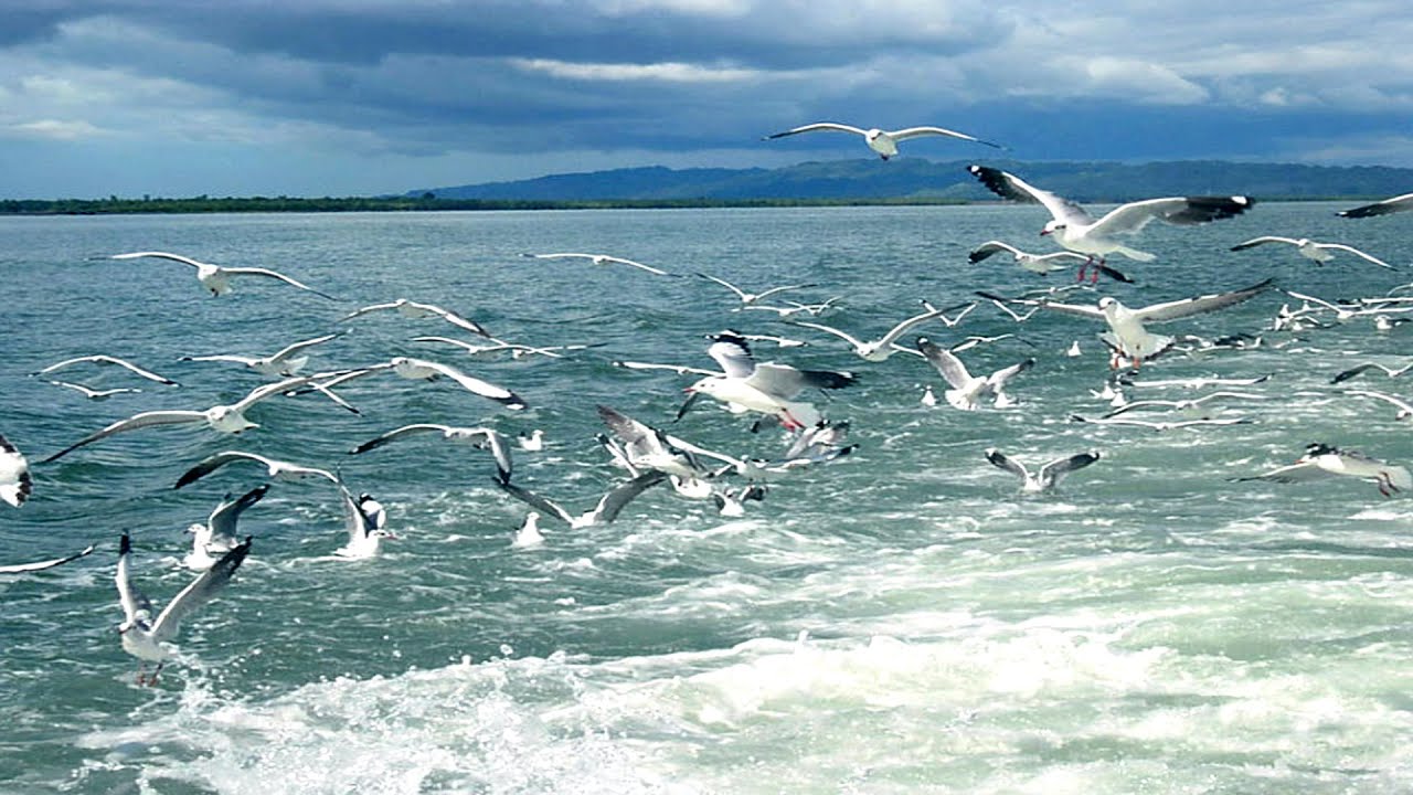 নাফ নদী: যেখানে বাংলাদেশ শেষ আর বার্মা শুরু! Naf River.