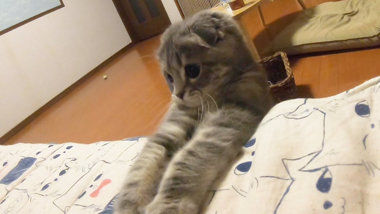 悪魔的なかわいさの子猫が再び現れました…