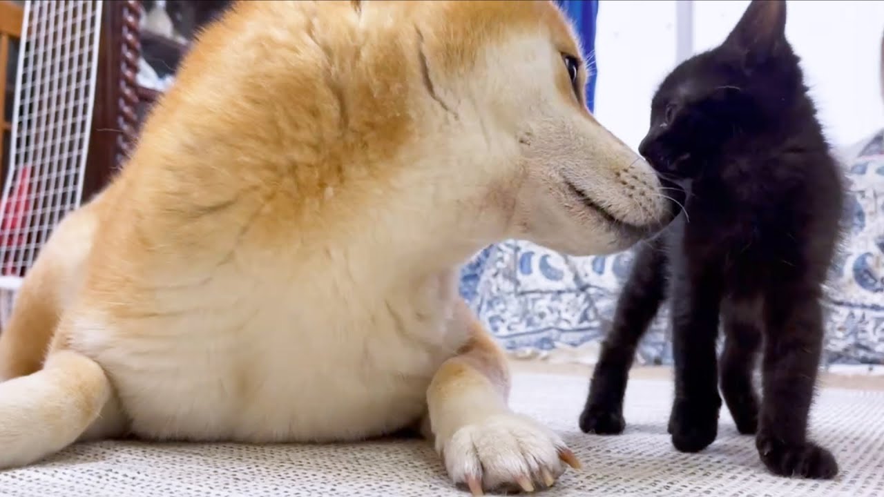 怖がり屋さんの仔猫がこんなに近くに♥