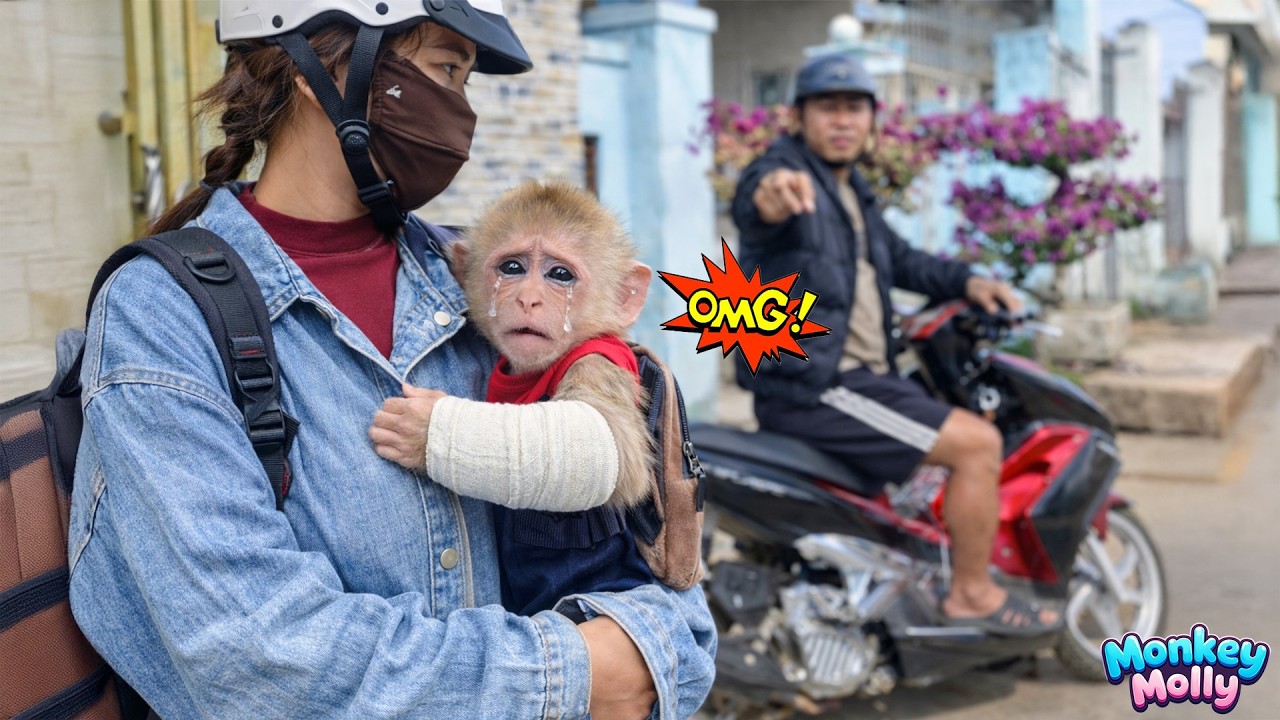 Why Is Monkey Molly’s Family Leaving? What Happens Next Will Surprise You!
