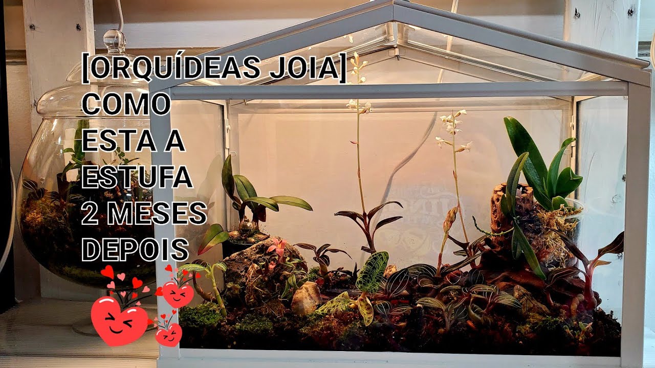 ⬇️[ORQUÍDEAS JOIA]como esta a estufa de orquideas joia.(resultado)