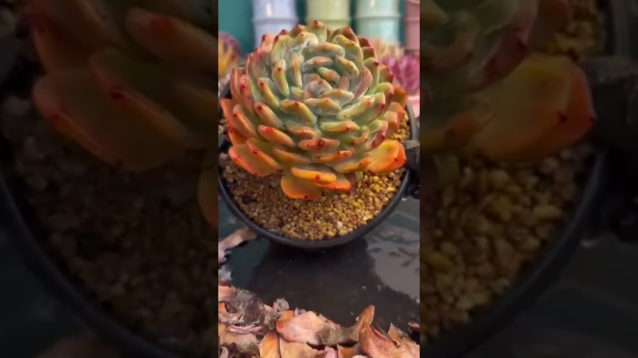 Grow Perfect Succulents at Home 🌿 Secrets No One Tells You!