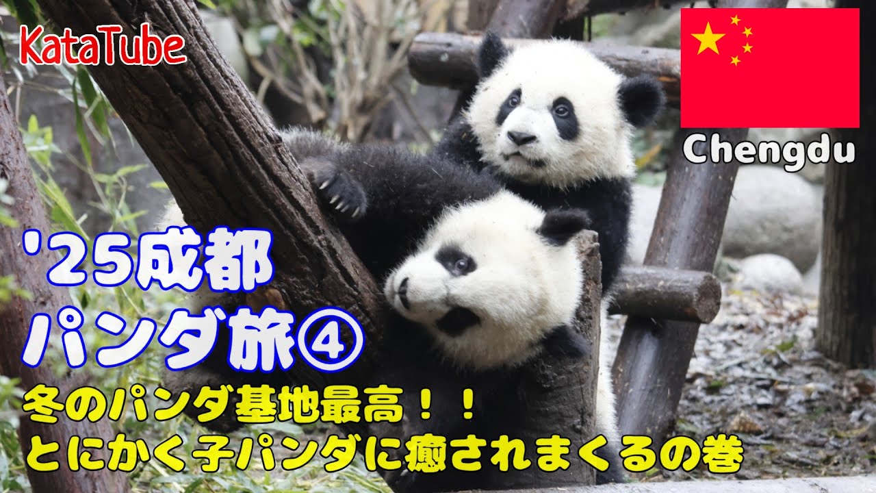 2025成都パンダ旅④　冬の成都パンダ基地が最高すぎた！！子パンダたちとか和花(花花)ちゃんに2日連続で会ってきました