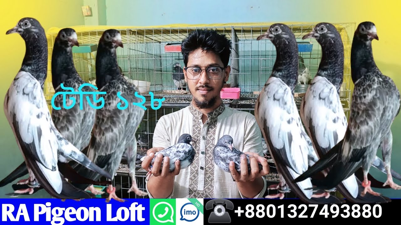 Teddy 128 baby for sell oman blood line teddy টেডি ১২৮ বিক্রি হবে ওমান ব্লাড লাইন টেডি কবুতর