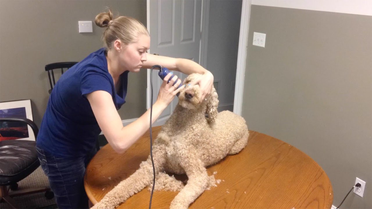 TAKING CARE OF MY SERVICE DOG!!! (6.12.15)
