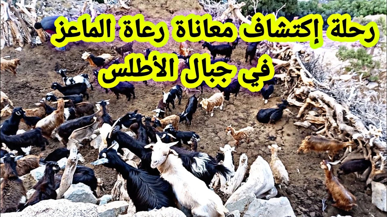 شاهد رحلة اكتشاف بعض معاناة  رعاة  الماعز في جبال الاطلس