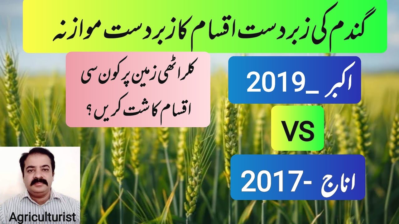 Best wheat variety in Pakistan | Akbar - 19 Vs Anaj - 17 | top wheat variety in Punjab
