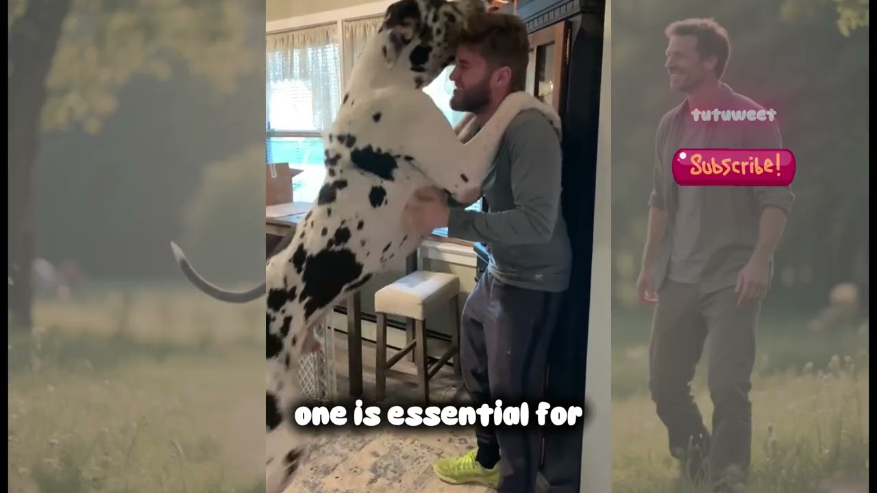 Living With a Gentle Giant The Great Dane You’ll Love 🐾 