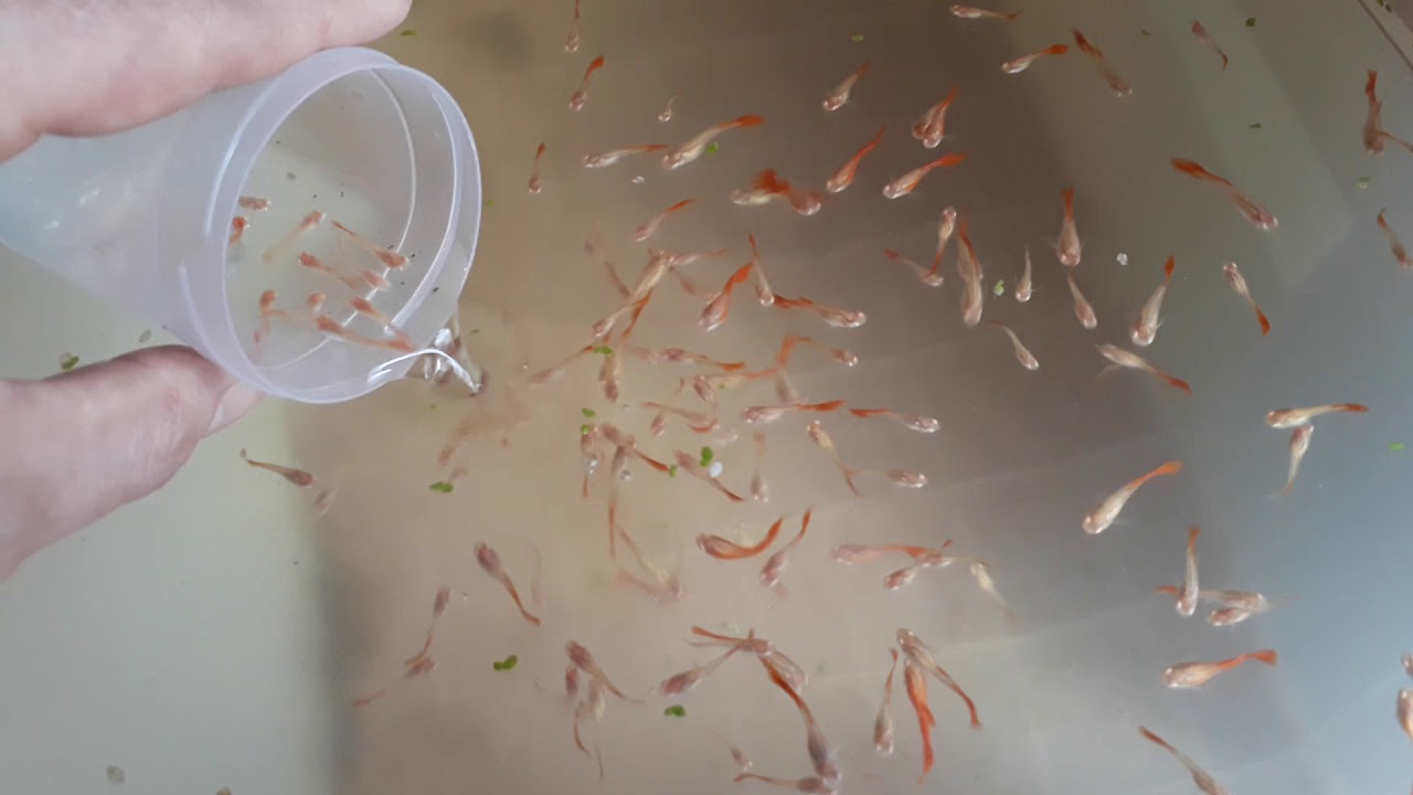 LEPİSTES ÜRETİMİ BÜYÜTÜP BOYLANDIRMA İŞLEMLERİ GÜNCEL VİDEO