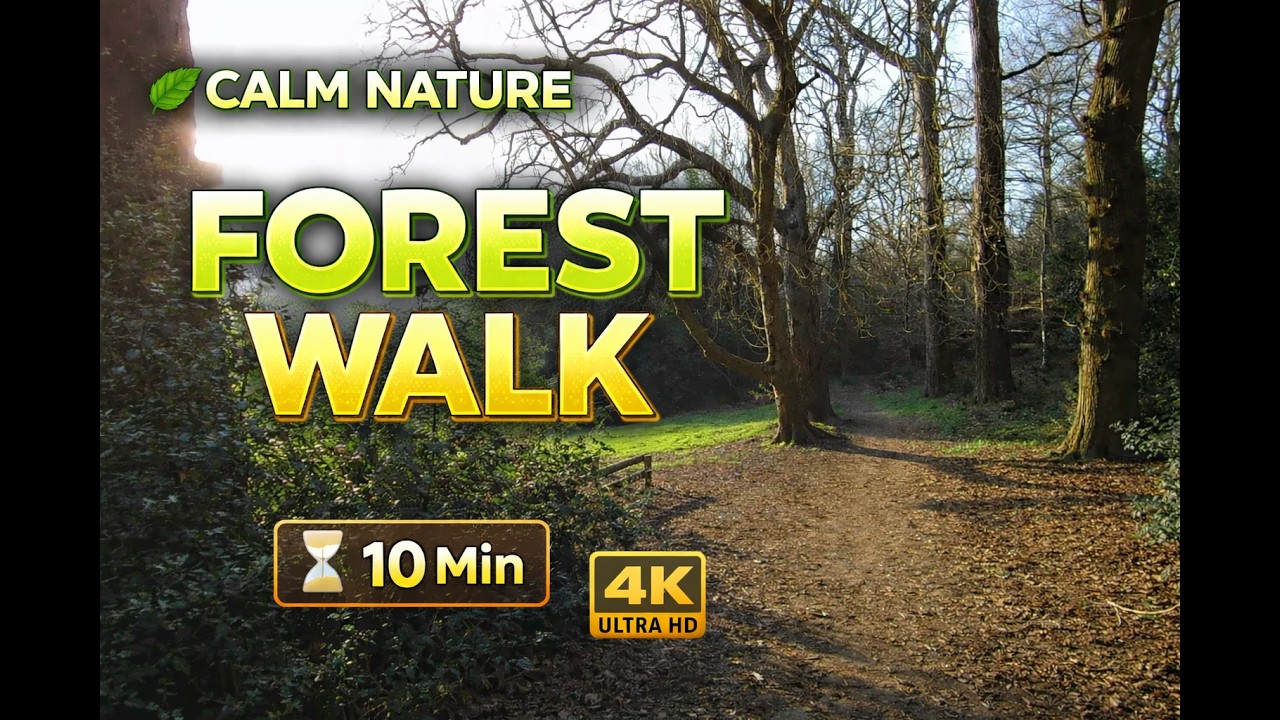 10 Minute Forest Escape | Relaxing Nature Sounds for Stress Relief (4K No Talking)