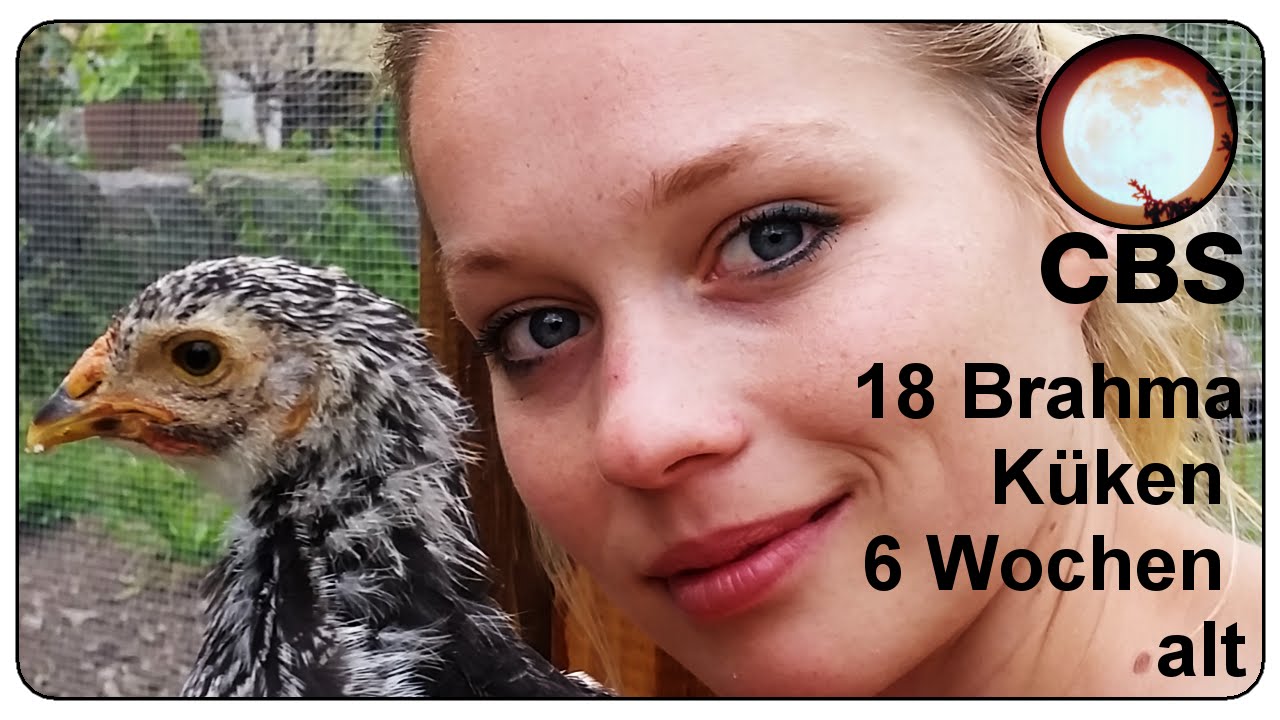 Брахма Чик 6 недель - Хаотические Баш Студии  Brakhma Chik 6 nedel'