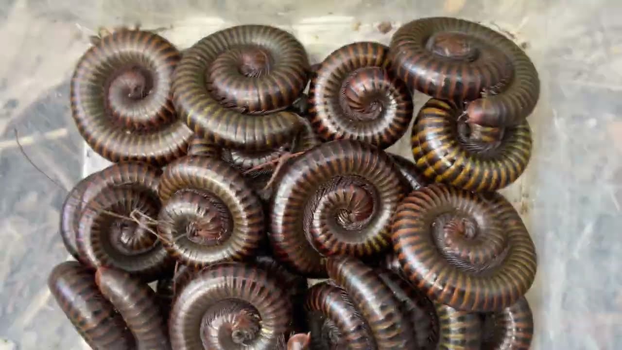 Many millipedes giant were caught by insect hunter