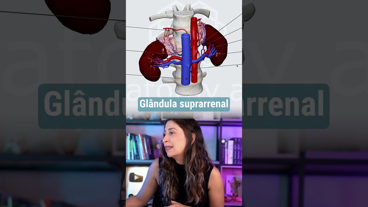 GL&Acirc;NDULAS SUPRARRENAIS 🤩✨
