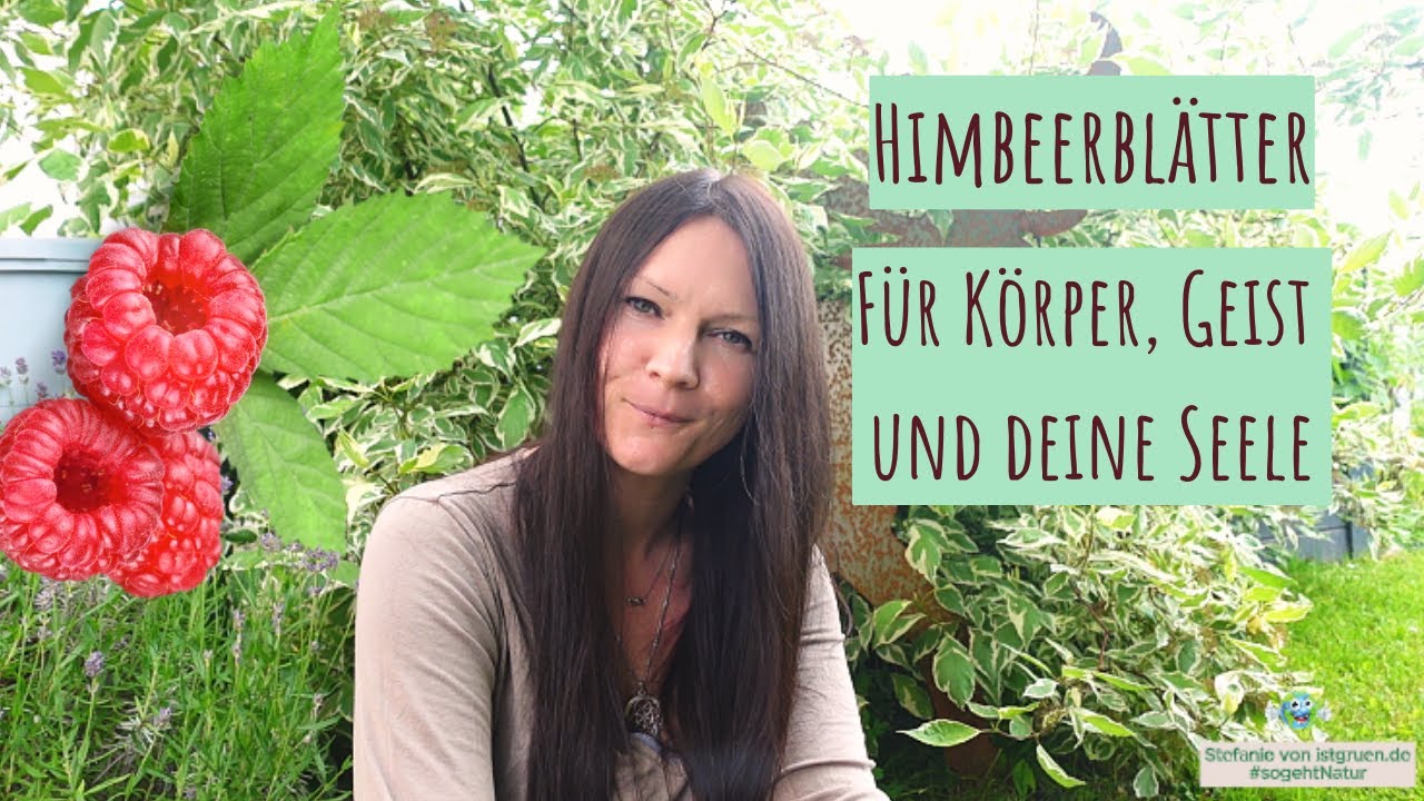 Himbeerbl&auml;tter &ndash; nat&uuml;rliche Hilfe bei Zyklus, Schwangerschaft & innerer Balance