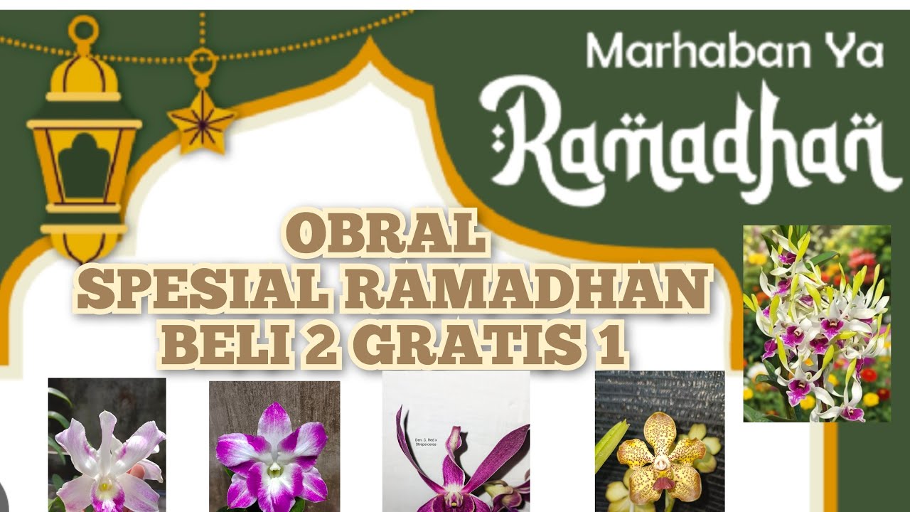 OBRAL ANGGREK BELI 2 GRATIS 1. ADMIN 085655696848🤩🤩🌷🌷
