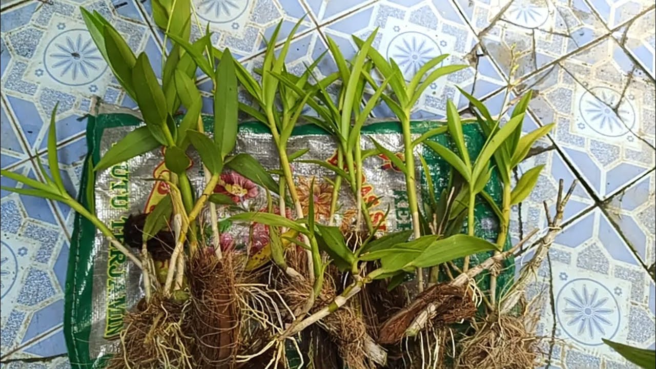 Panen Raya Keiki !! Begini Caranya Biar Tidak Mati !!
