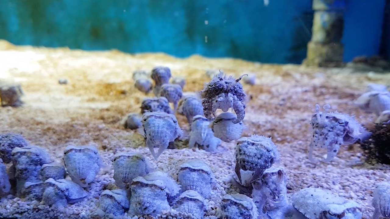 Baby Cuttlefish Look Like Alien Invasion