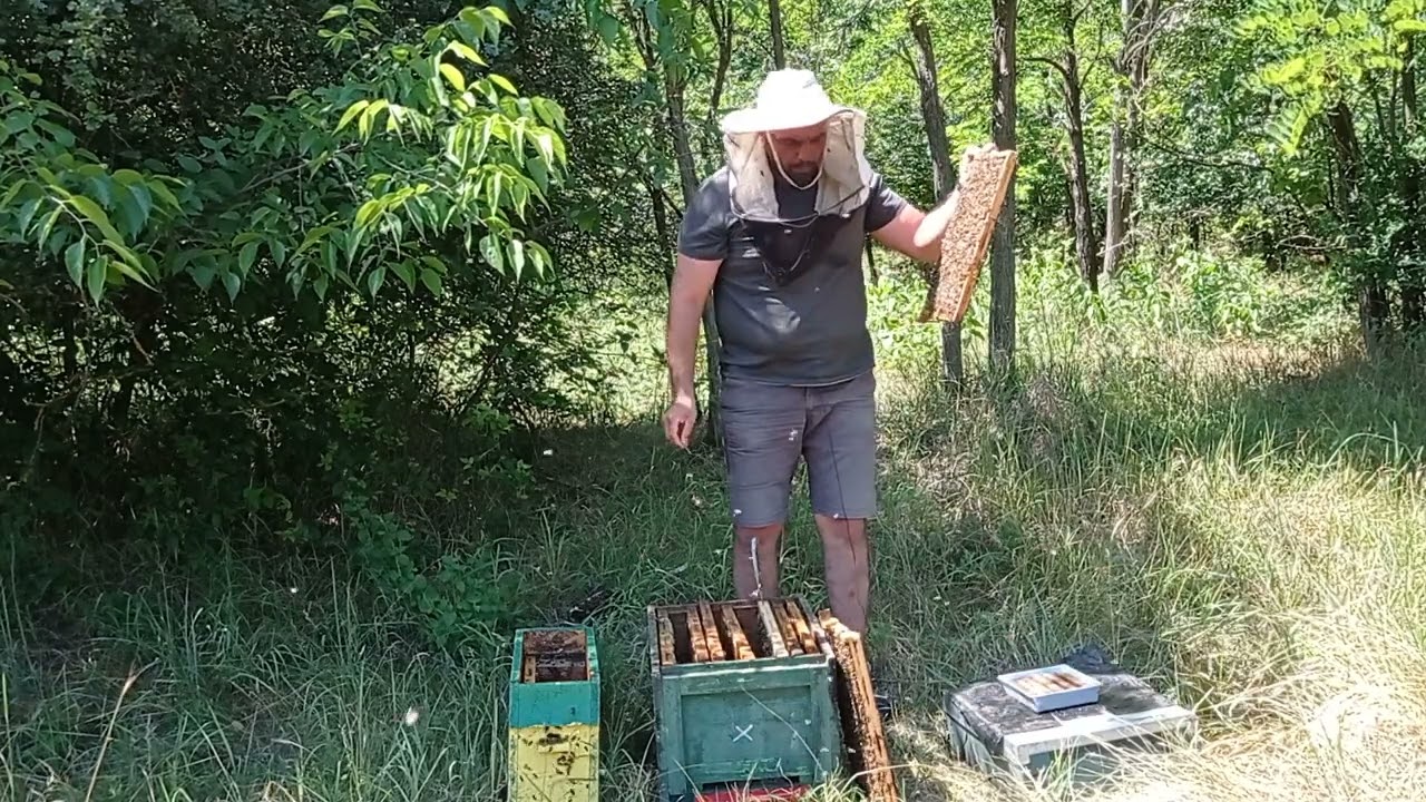 Amerikei nyúlós költésrodhadás ellenőrzése befogott, idegen rajon