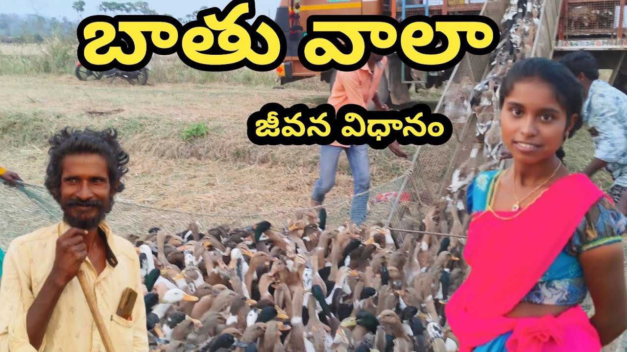 ducks farming| బాతుల వాలా జీవనవిధానం |ducks |alluri డిస్టక్ | ducks