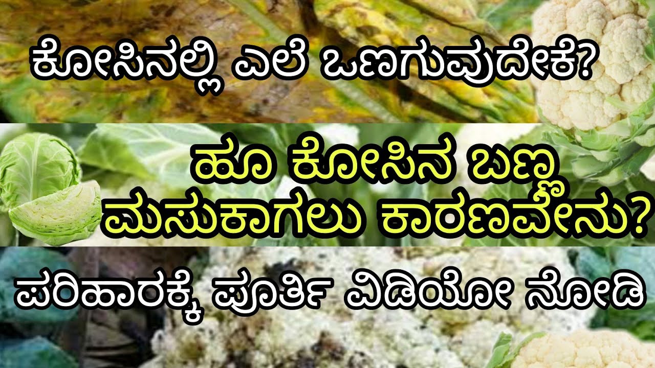 Downy mildew of Cabbage| Downy mildew of Cauliflower | Control measures for Downy mildew|