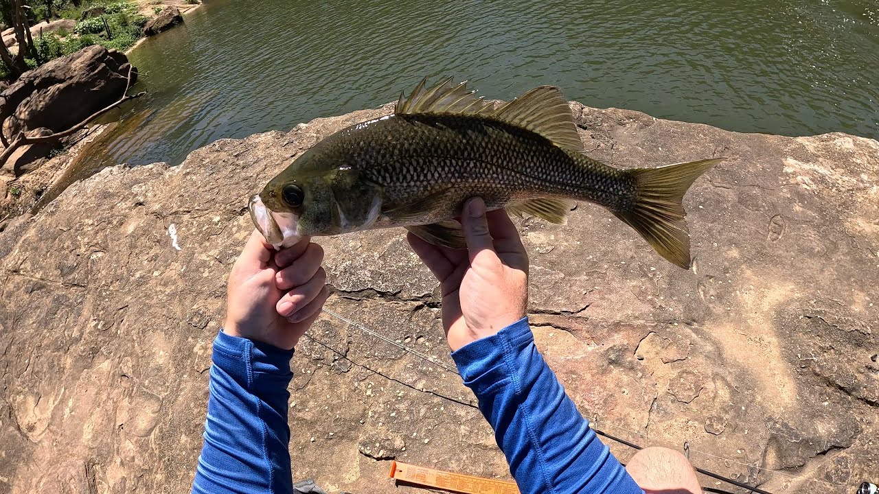 Daytime Nepean River Bass Session