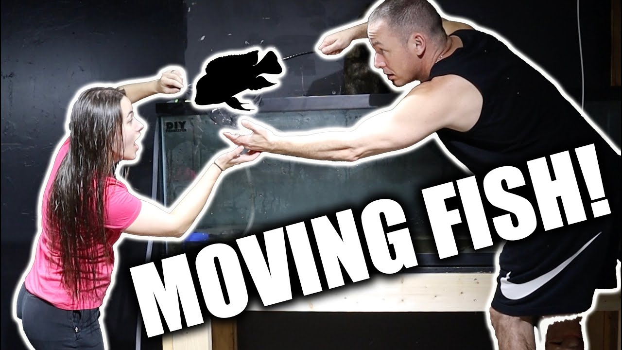 WE HAD TO MOVE THE AFRICAN CICHLID AQUARIUM! - The king of DIY - ADayWithT
