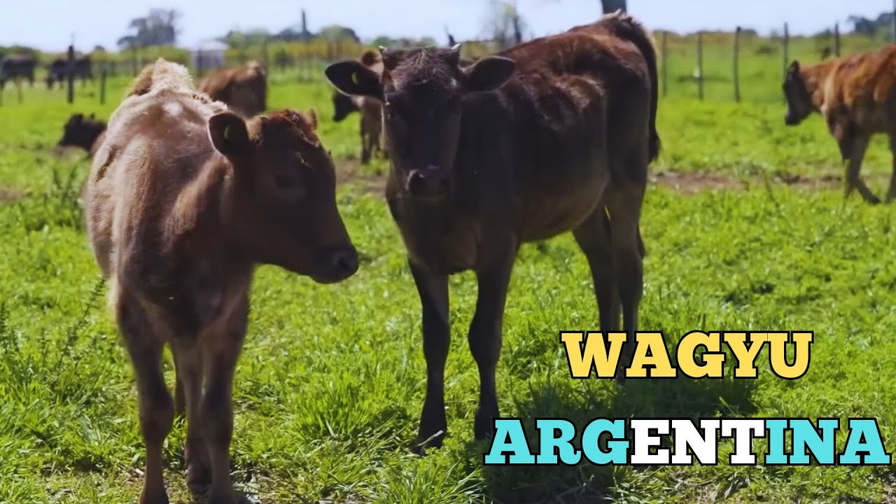 REACCIONAMOS A @LocosXelAsadoOficial CARNE WAGYU AQUI EN ARGENTINA!
