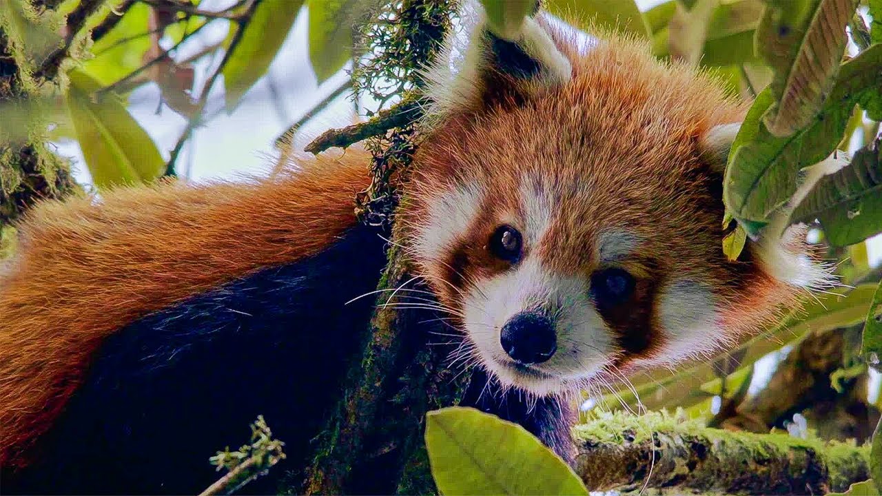 Life-changing Search for Red Pandas | Close Encounters | BBC Studios