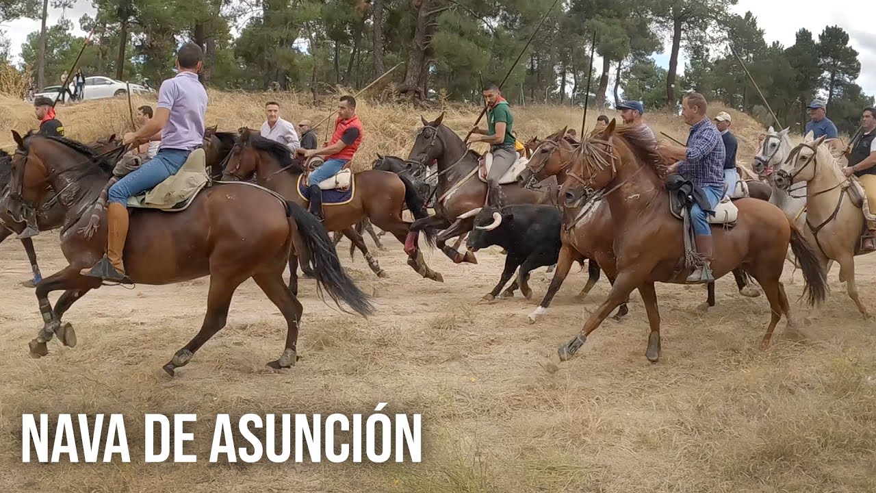 Navas de Asunción 2024 Encierro Mixto y Capea